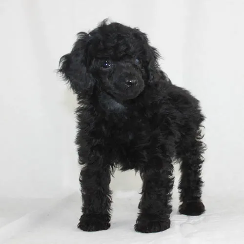 Adorable Miniature Poodle puppy looking playful