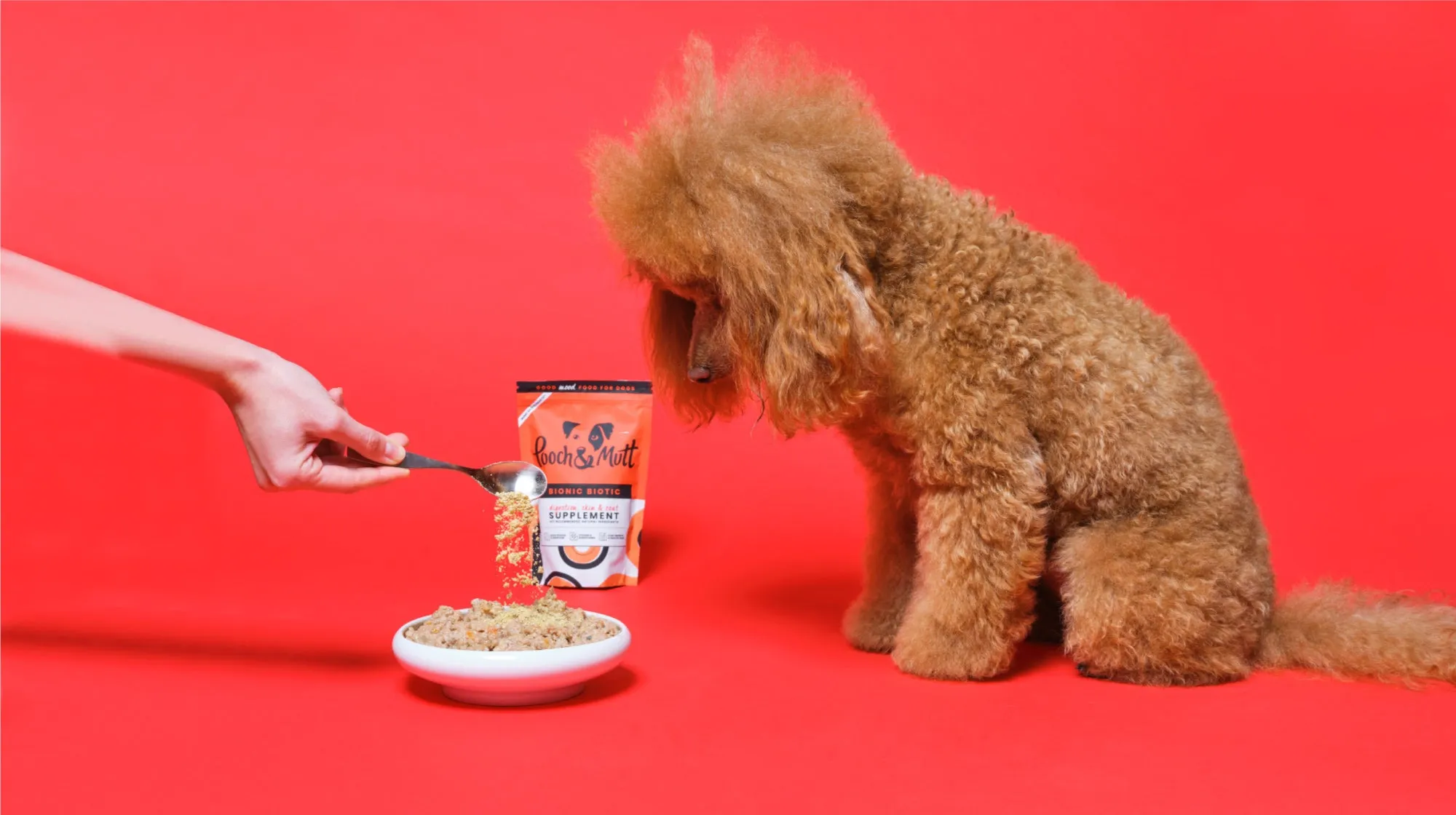 Adorable poodle happily consuming a probiotic supplement for enhanced dog gut health