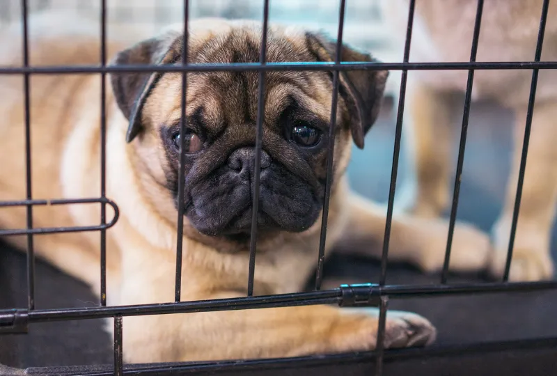 Adorable pug puppy relaxed and sleeping peacefully inside a comfortable, well-prepared kennel