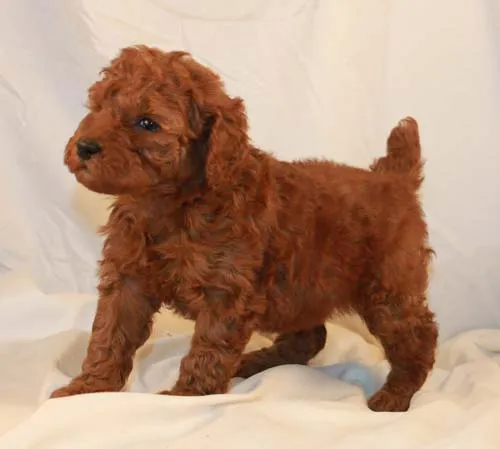 Adorable red Miniature Poodle puppy looking playful.