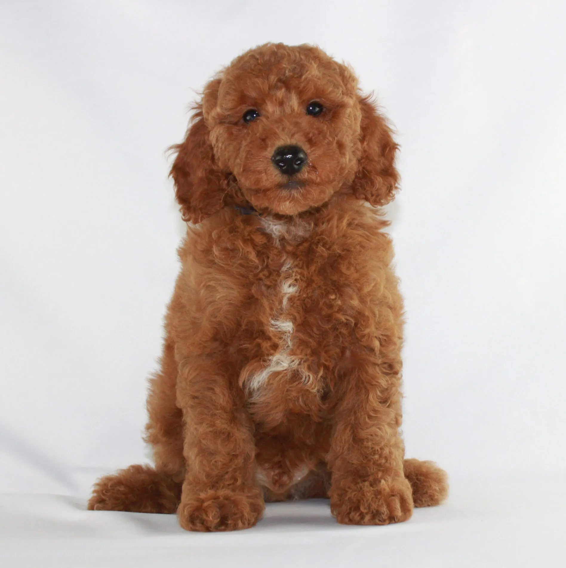 Adorable red poodle puppy with rich auburn coat, looking for a forever home