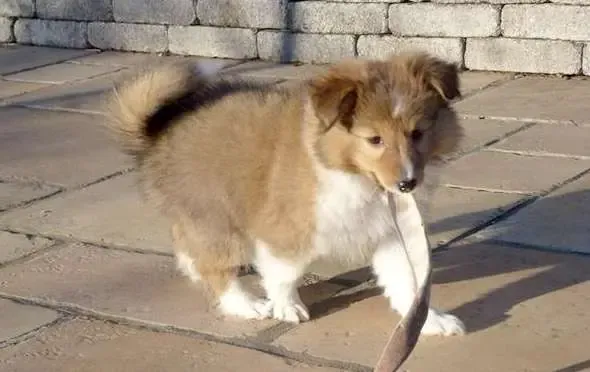 Adorable sable Sheltie puppy, Link, in a garden, displaying classic Shetland Sheepdog features