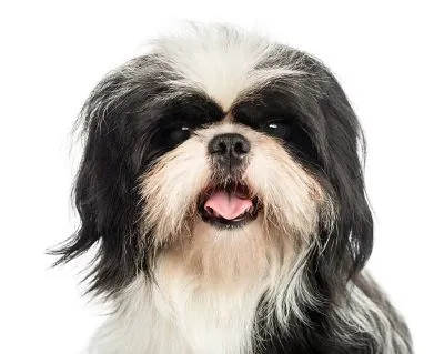 Adorable Shih Tzu with long flowing hair
