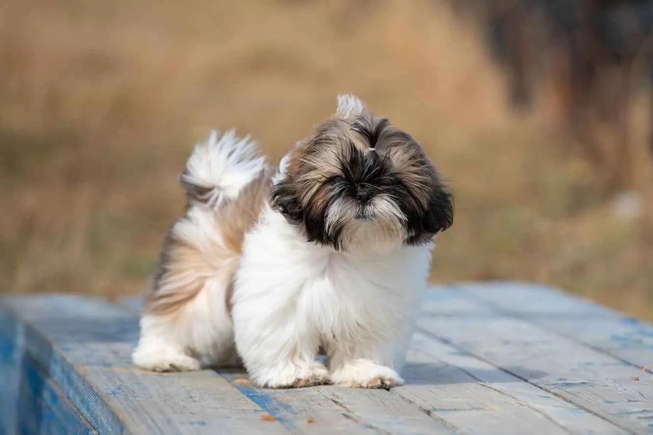 Adorable small dog breeds that don't shed for sale, showcasing their distinctive coats and friendly expressions.