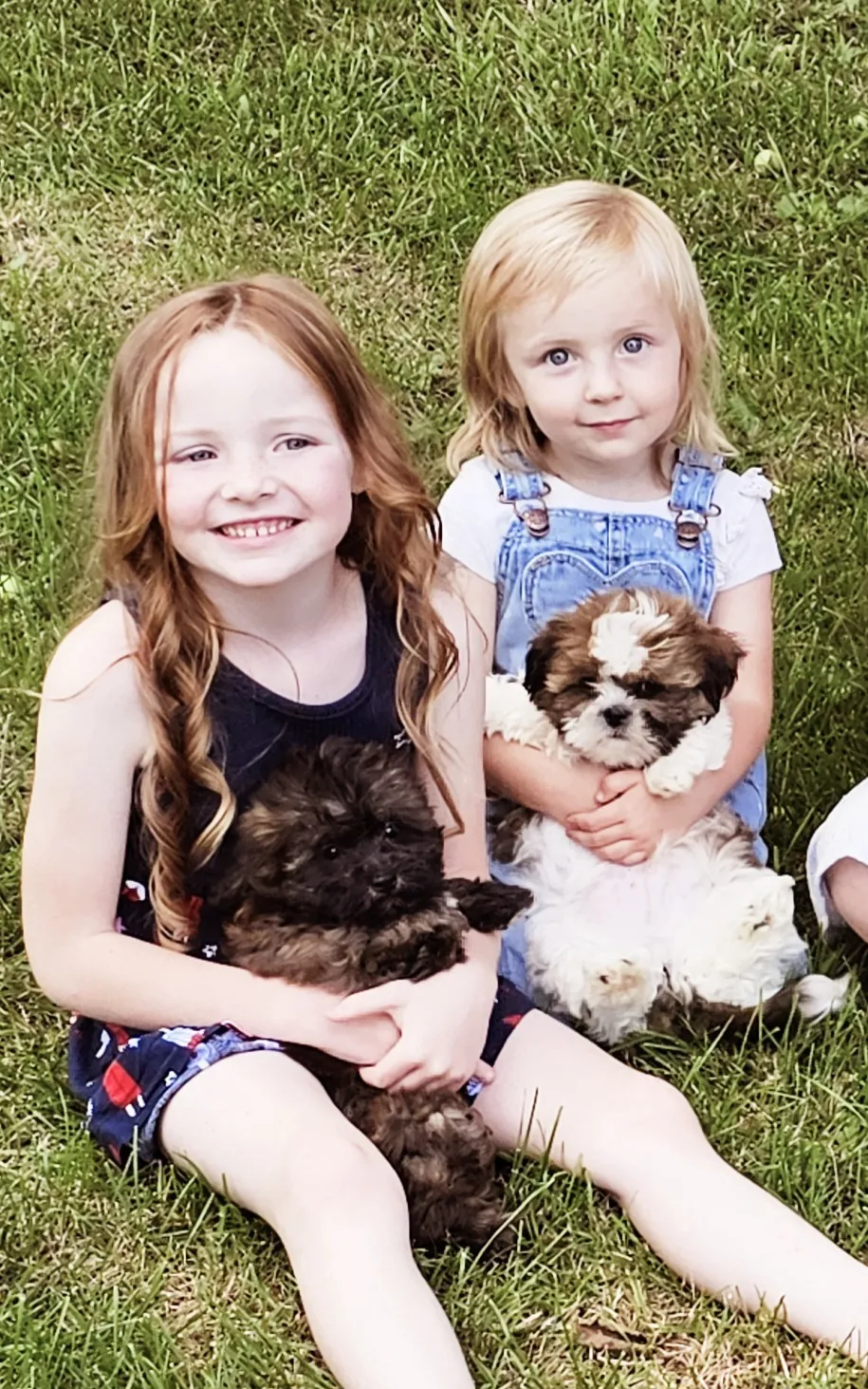 Adorable Tiny Yorkie puppy with a playful expression