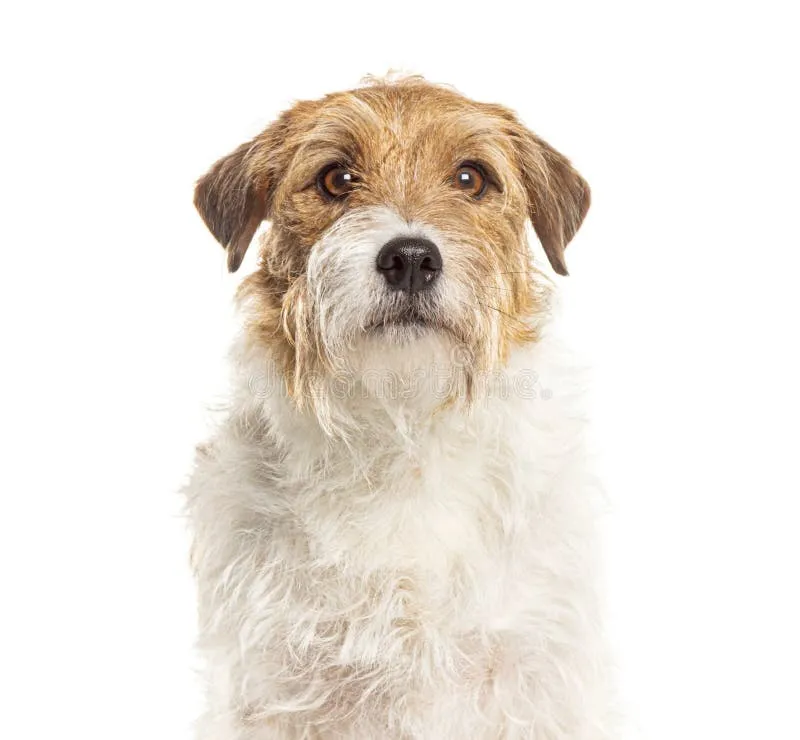 Adorable wire-haired Jack Russell Terrier posing confidently on a white background, looking directly at the camera.