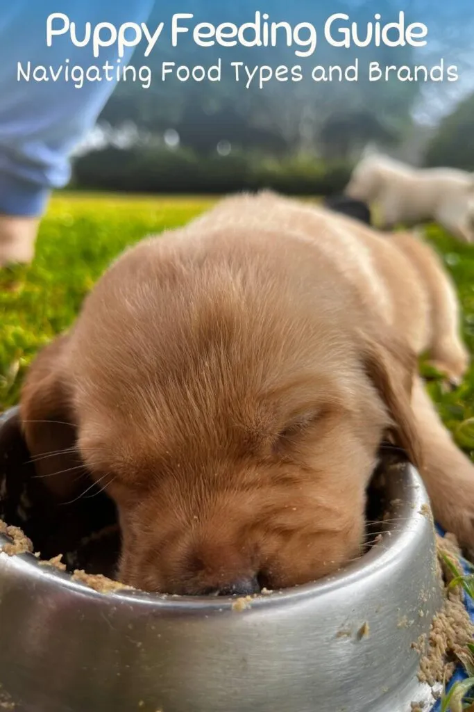 Adorable yellow Labrador puppy happily eating from its food bowl, illustrating healthy feeding habits for young Labs.
