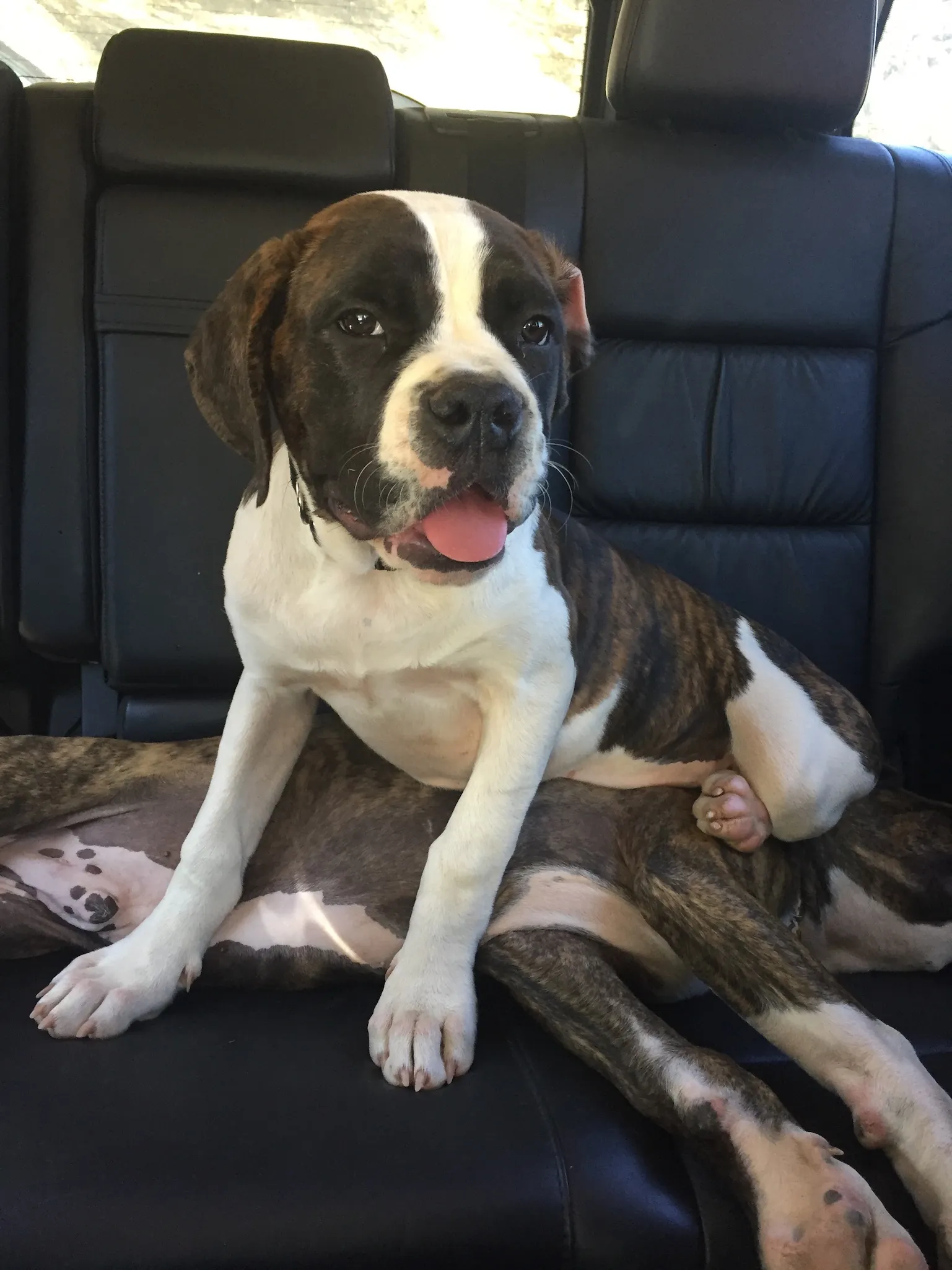 Adorable young Mastiff American Bulldog mix puppies, Macey and Jack, lying together in a playful pose, representing beloved family pets.