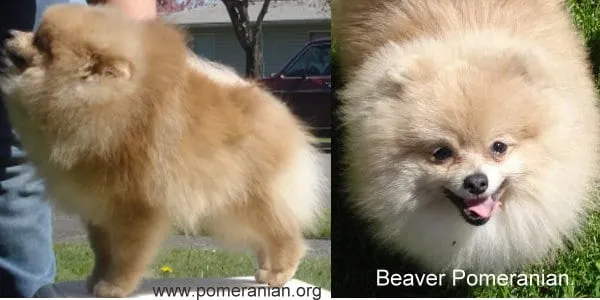 Adult beaver Pomeranian with a fully developed lighter brown coat