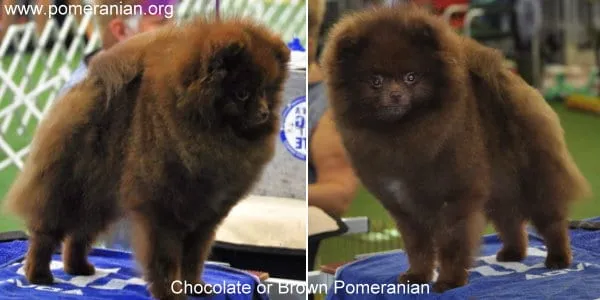 Adult chocolate Pomeranian with a deep, rich brown coat