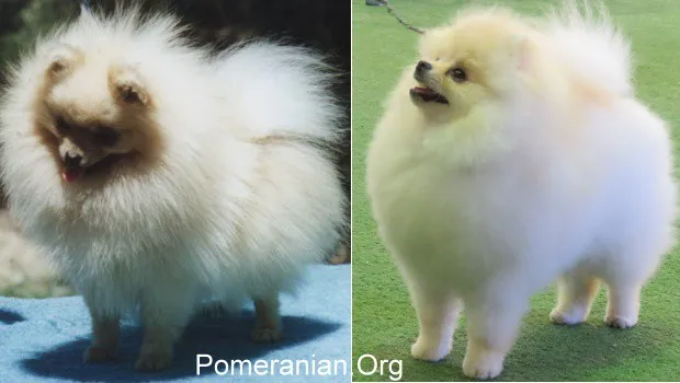 Adult cream Pomeranians showcasing their fully developed, rich coats