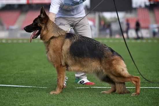 Adult German Shepherd dog demonstrating the classic sloped back and severe hip angulation common in AKC standards, a key distinction for those considering white German Shepherd puppies.