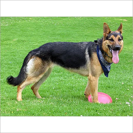 Adult German Shepherd dog with a thick double coat, black and tan coloration