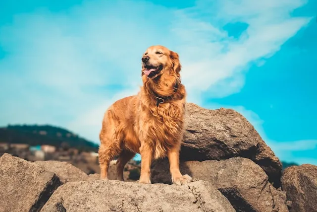 Adult Golden Retriever stands majestically on a rock, symbolizing strength and vitality supported by optimal nutrition.
