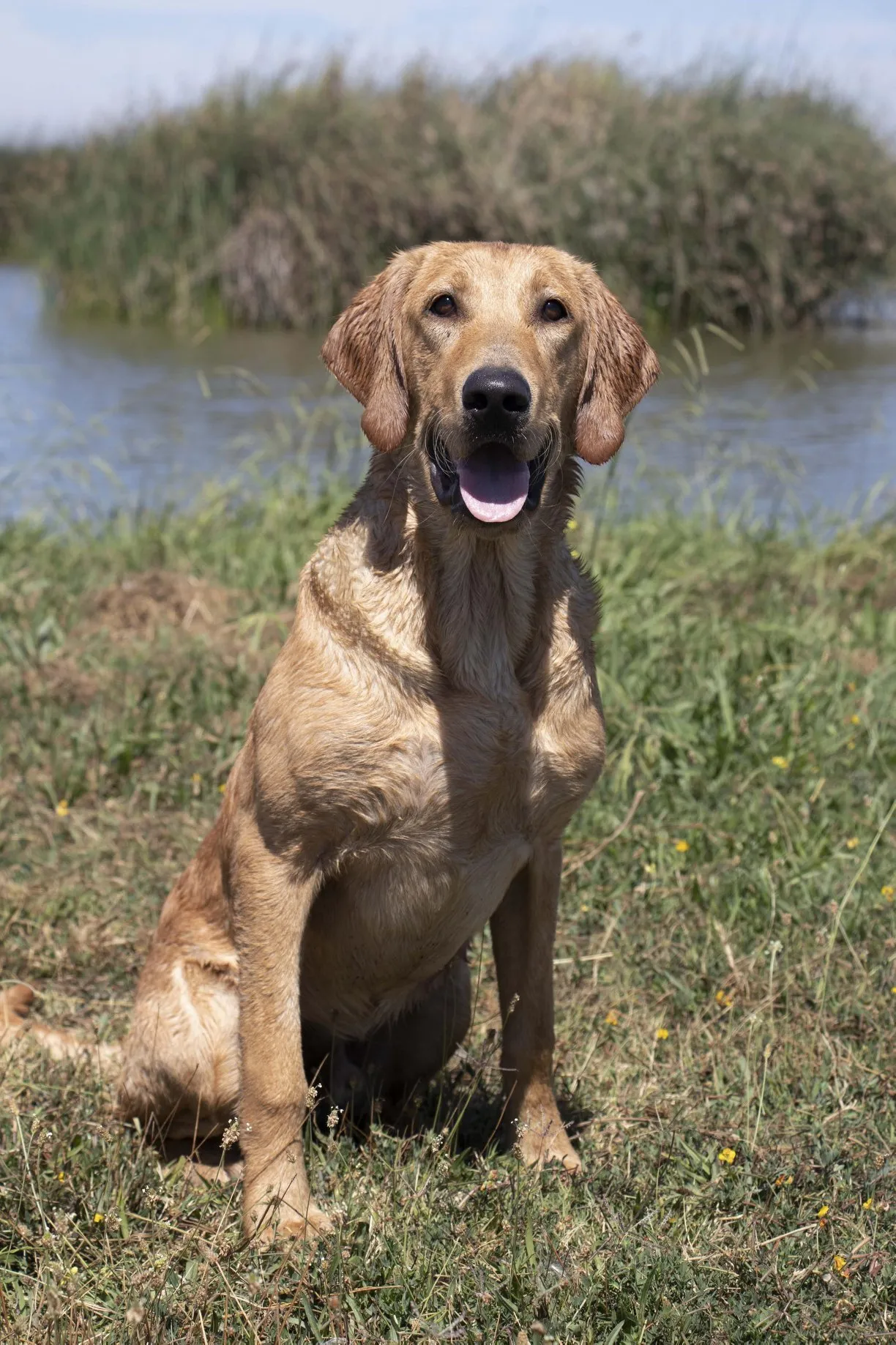 AFC Drakes Bay's Home Run Hitter, a yellow Labrador Retriever stud from Amherst Junction, WI