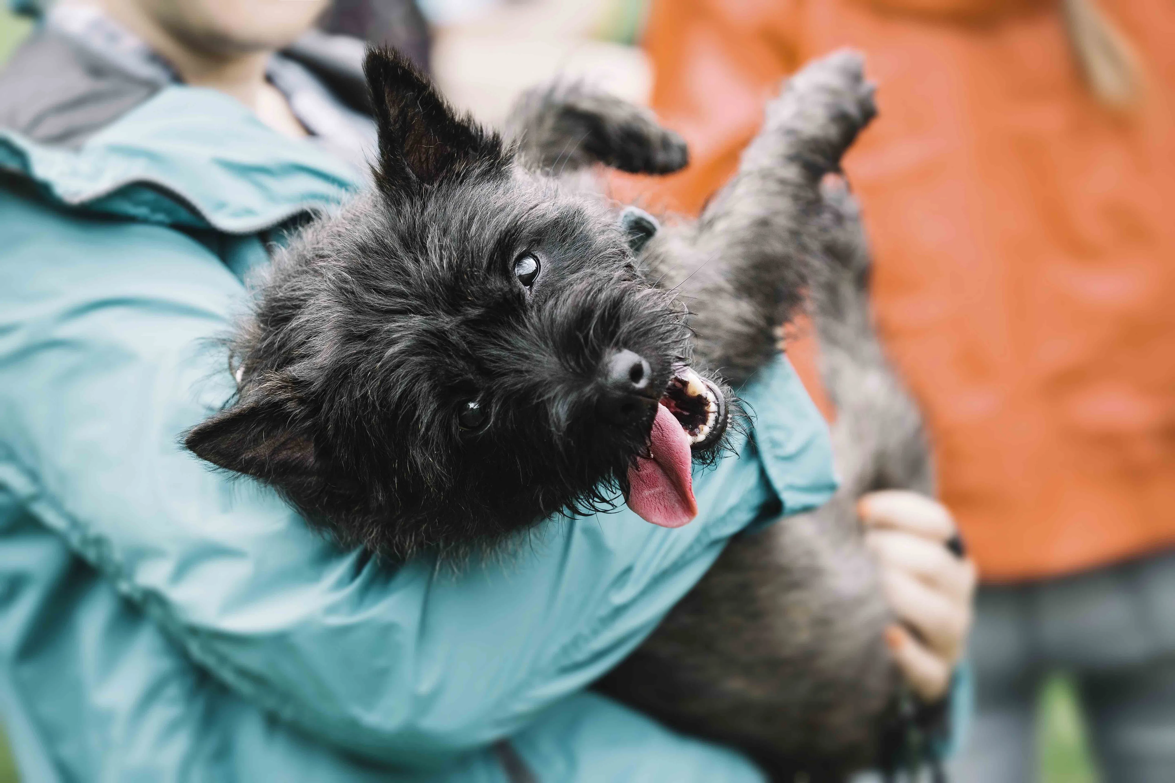 Affectionate black Cairn Terrier being held gently by a person
