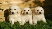 Affectionate Golden Retriever puppies, a popular choice in Bangalore