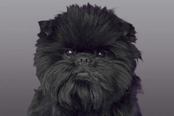 Affenpinscher dog with a dark, wiry, low-shedding coat and a charming, monkey-like expression.