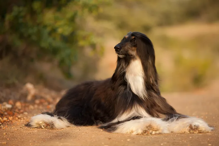 Afghan Hound resting gracefully outdoors at dusk.