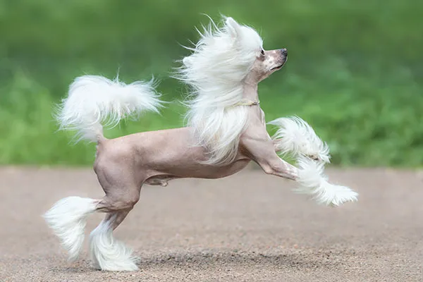 Agile Chinese Crested dog running gracefully in profile outdoors.