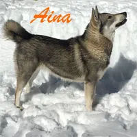 Aina, a magnificent Swedish Elkhound female, in a natural outdoor setting