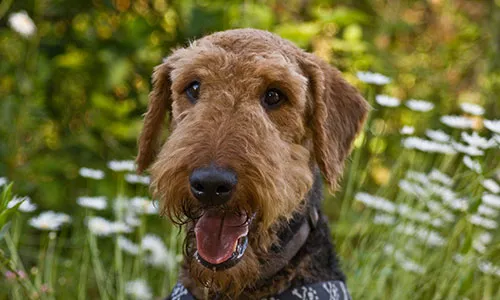 Airedale Terrier, a large, strong, and versatile dog breed with a wiry, low-shedding coat, known as the &quot;King of Terriers.&quot;