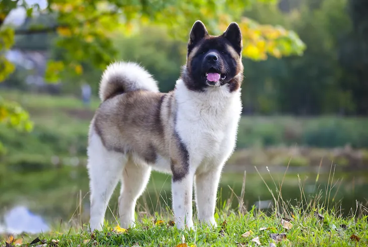 Akita standing outdoors, showcasing its dignified and courageous demeanor.