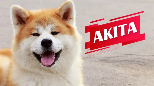 Akita