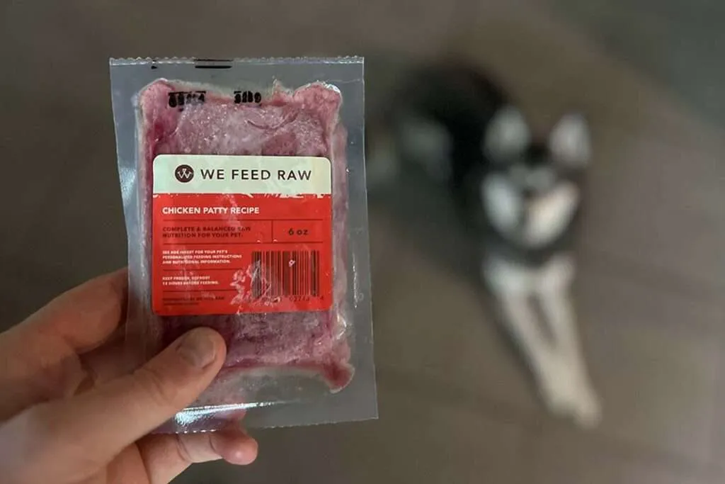 Alaskan Klee Kai dog, Skye, sitting eagerly in front of a We Feed Raw meal
