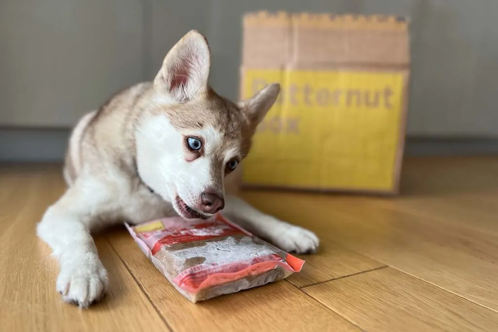 Alaskan Klee Kai looking at a Butternut Box dog food pouch, inquiring about monthly costs