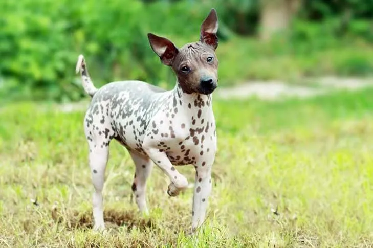 Alert American Hairless Terrier puppy standing proudly in a grassy field.