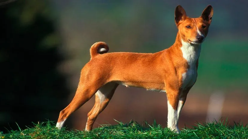 Alert Basenji dog, a unique African hunting breed known for not barking and shedding minimally