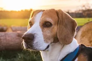 Alert Beagle with classic tri-color markings, a friendly and energetic breed.