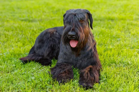 Alert black Giant Schnauzer with cropped ears, showcasing its dense, wiry, low-shedding coat