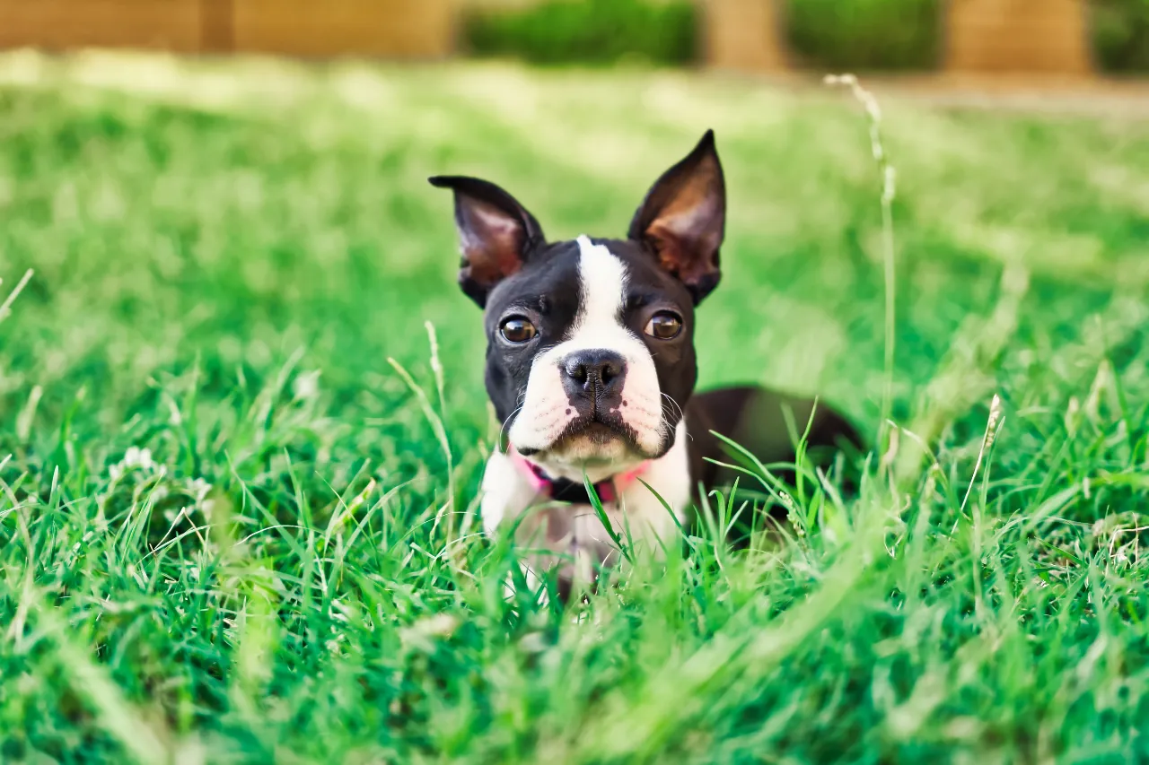 Alert Boston Terrier looking smart, a curious and friendly small dog perfect for urban families
