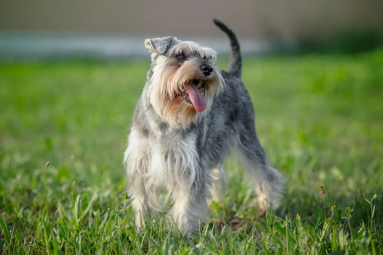 Alert Mini Schnauzer with its characteristic beard, a spunky and protective small dog breed for families