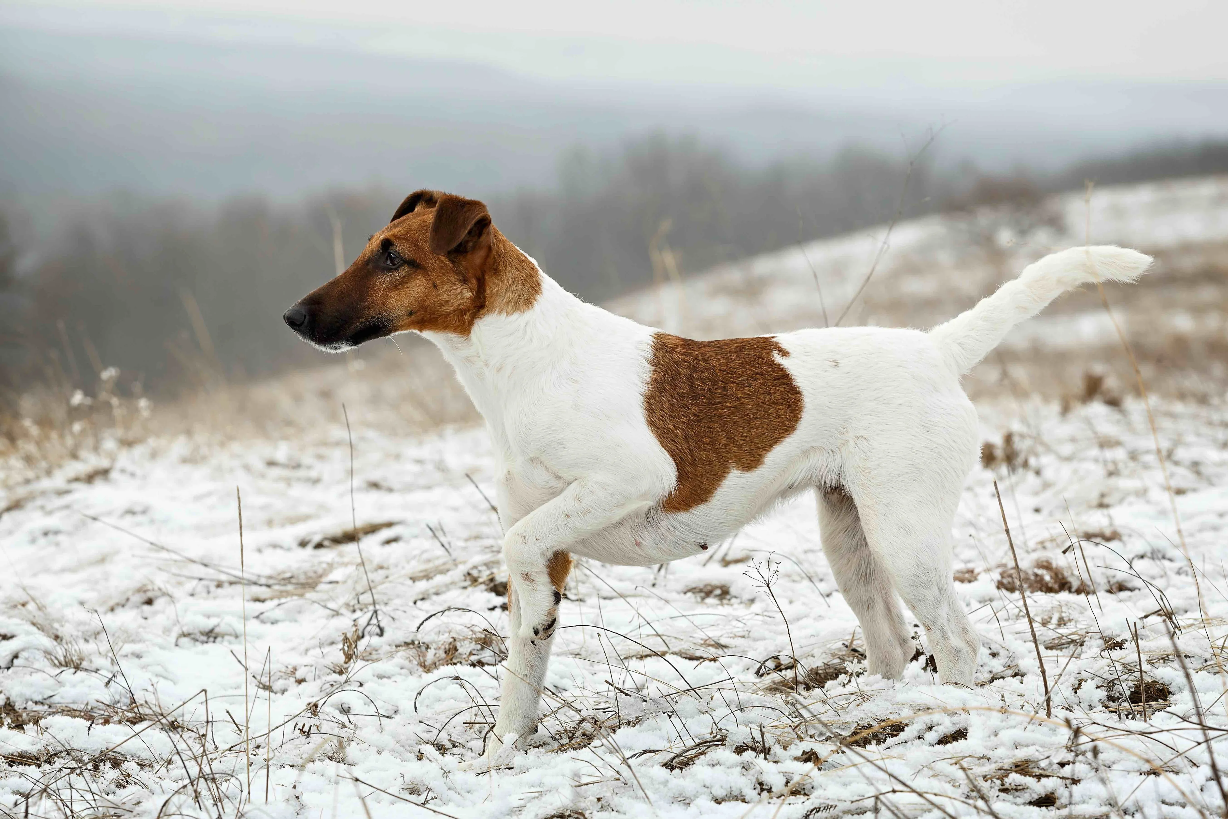 Alert Smooth Fox Terrier with white and black markings poised in the snow, observing its surroundings