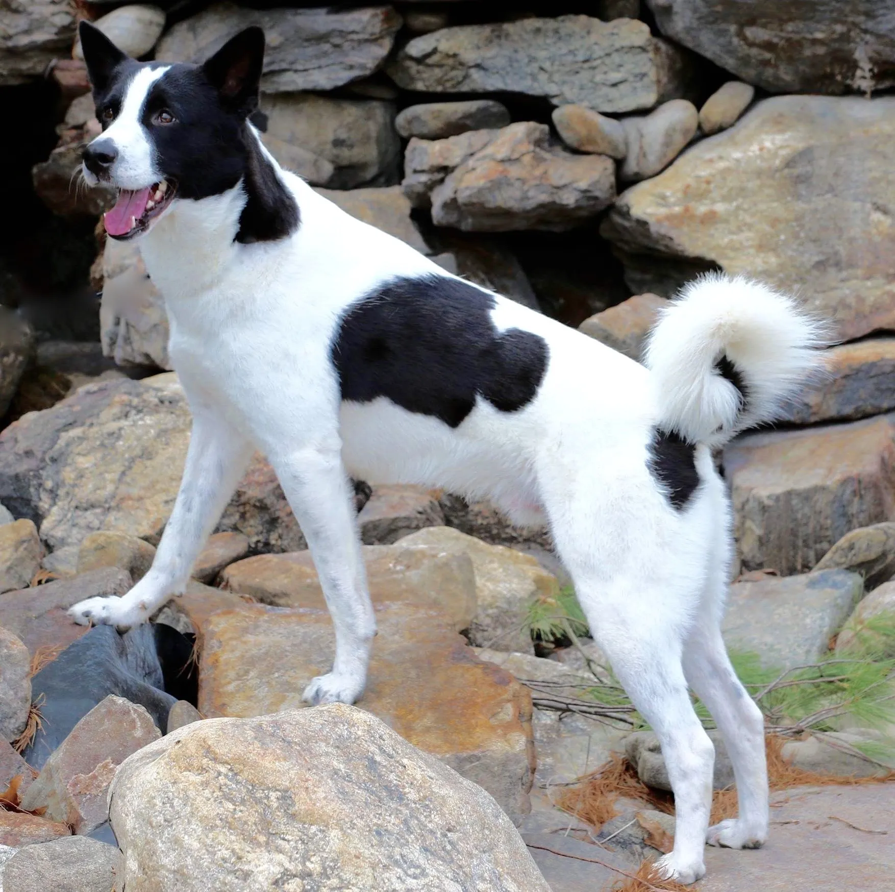 Alert White and Black Canaan Dog, a loyal and watchful historic livestock guardian breed, known for its intelligence and requiring regular stimulation