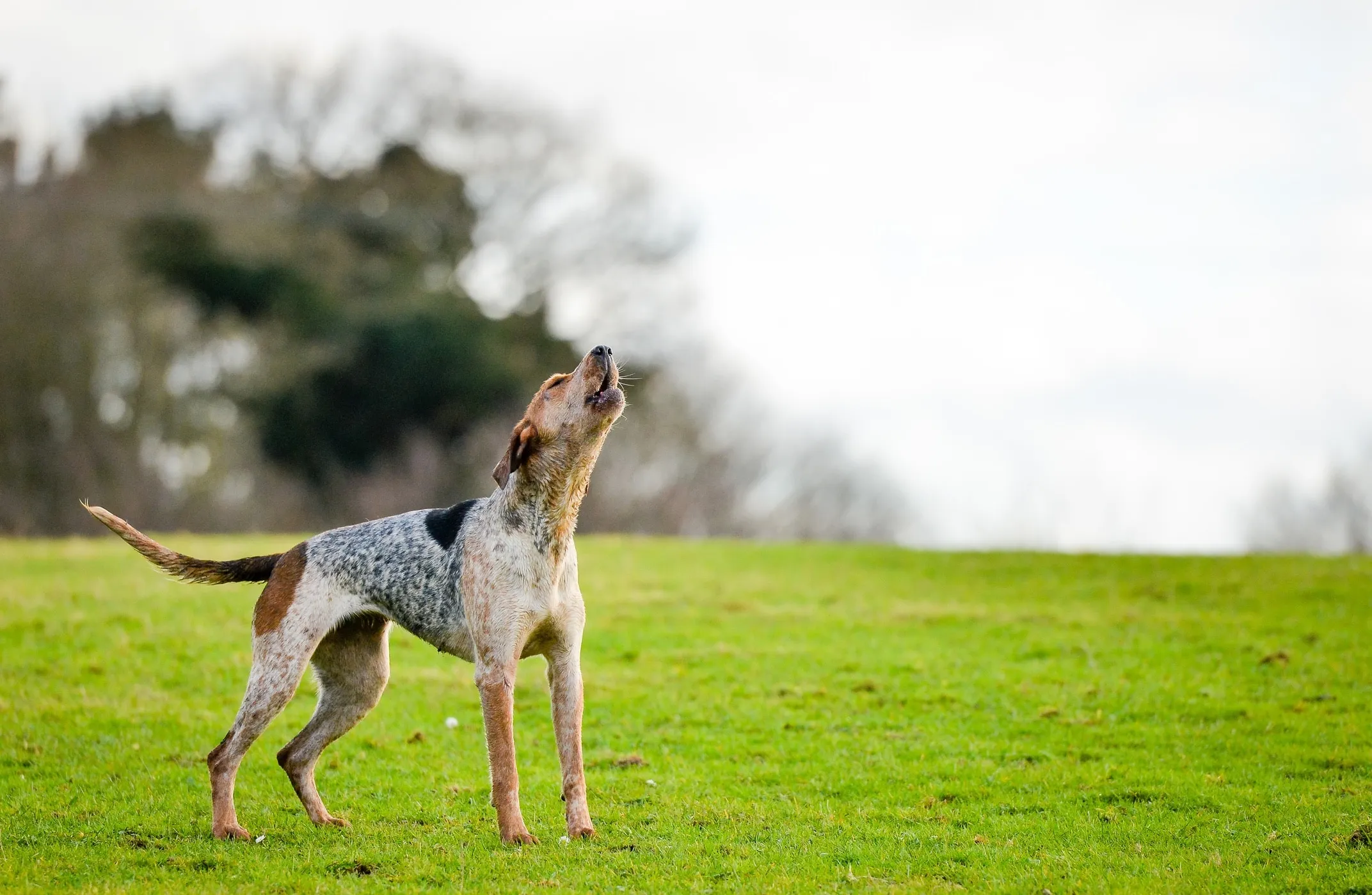 American English Coonhound howling