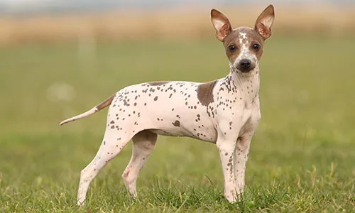 American Hairless Terrier with spotted skin