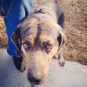 American Leopard Hound looking wistful after a treat, showing its intelligent gaze