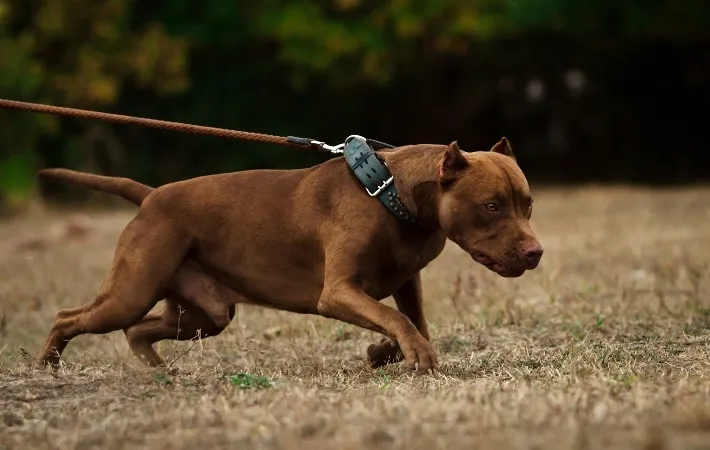 american pit bull terrier on leash