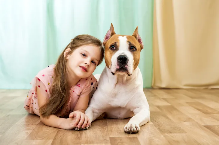 American Staffordshire Terrier laying down next to a girl on the floor.
