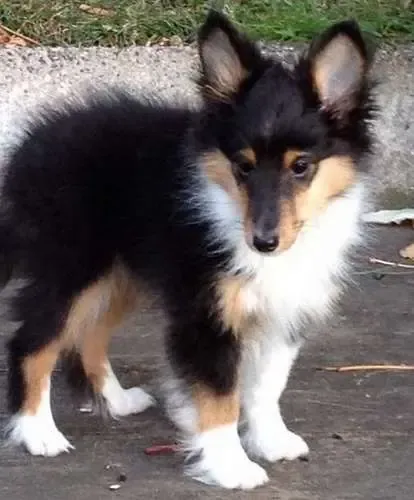 An 11-week-old tri-color Sheltie, TaKoda, with a fluffy coat, charged with static electricity