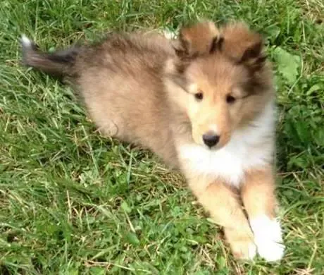 An 8-week-old sable Sheltie puppy, Fidji, with ears gently tipped, conforming to show standards
