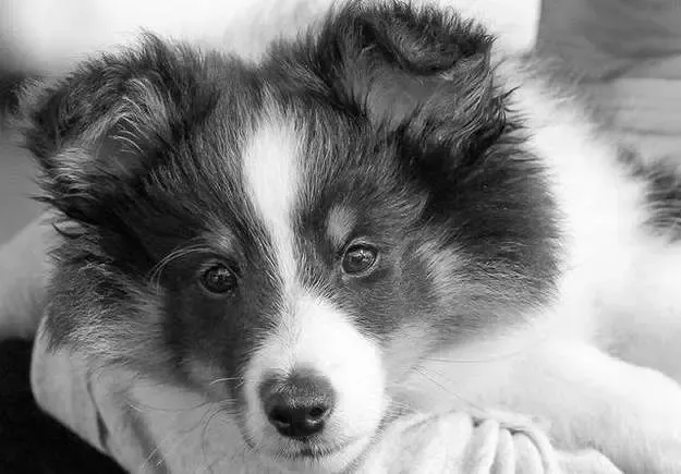 An 8-week-old tri-color Sheltie puppy, Dice, with an inquisitive expression