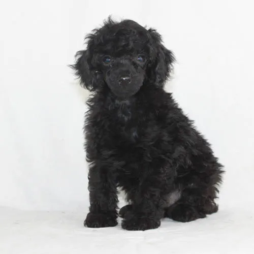 An adorable apricot poodle puppy with a happy expression, perfect for family companionship.