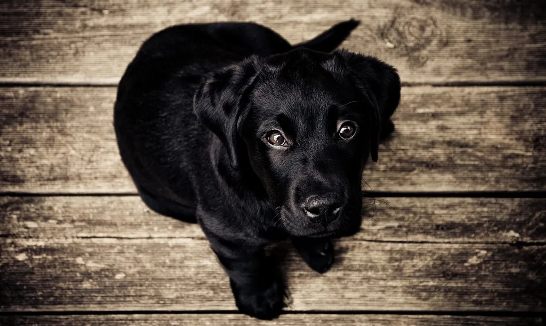 An adorable black Labrador puppy looking up inquisitively during a dog training class.