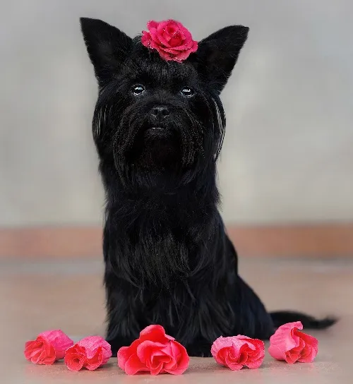An adorable Black Yorkie puppy with a glossy solid black coat, showcasing this rare and selectively bred variation among different types of Yorkies.