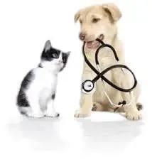 An adorable pet looking lovingly at its owner